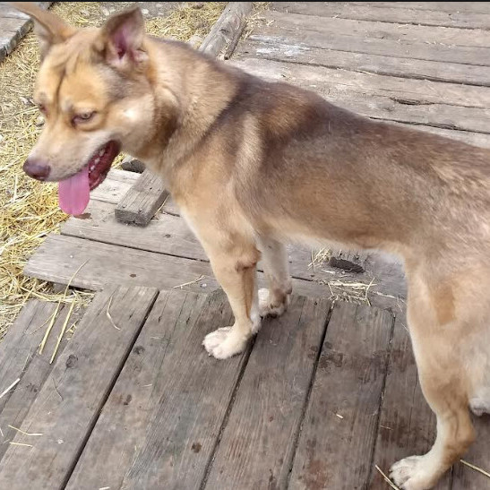Enlarge Timber, a Adoptable mixed breed in Barrington Hills, IL image 7/9