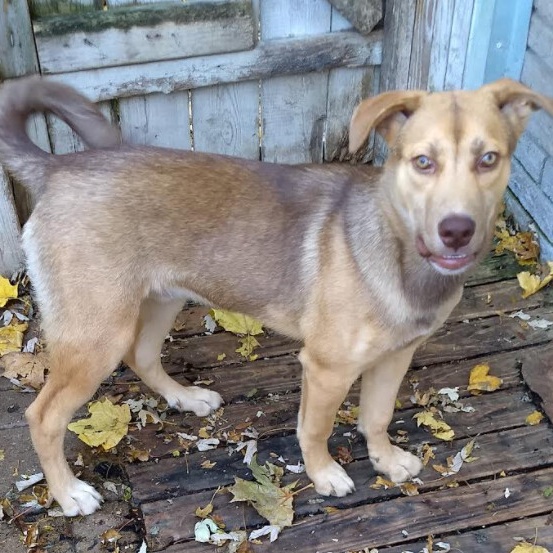 Enlarge Timber, a Adoptable mixed breed in Barrington Hills, IL image 1/9