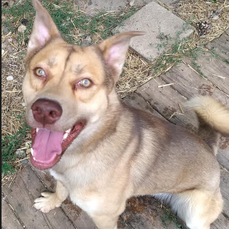 Enlarge Timber, a Adoptable mixed breed in Barrington Hills, IL image 8/9
