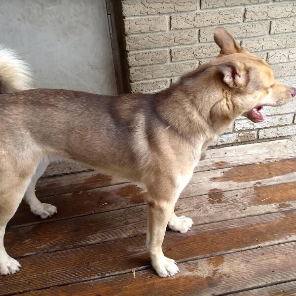 Enlarge Timber, a Adoptable mixed breed in Barrington Hills, IL image 9/9