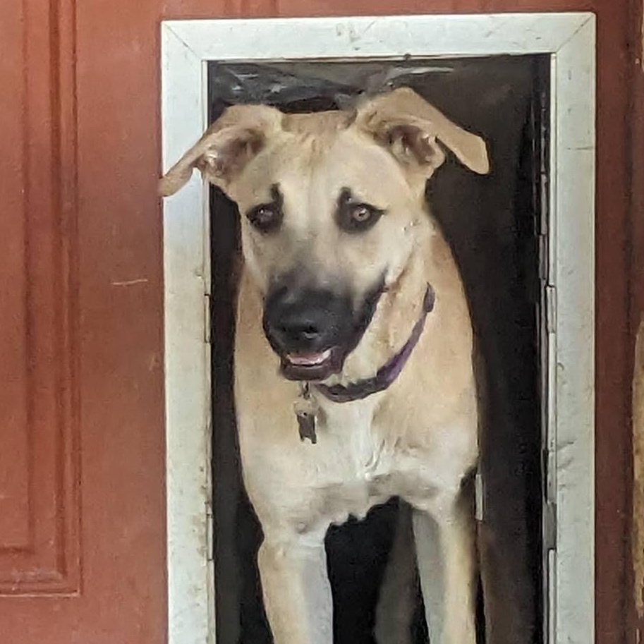 Enlarge Rigby, a Adoptable mixed breed in Phoenix, AZ image 2/6