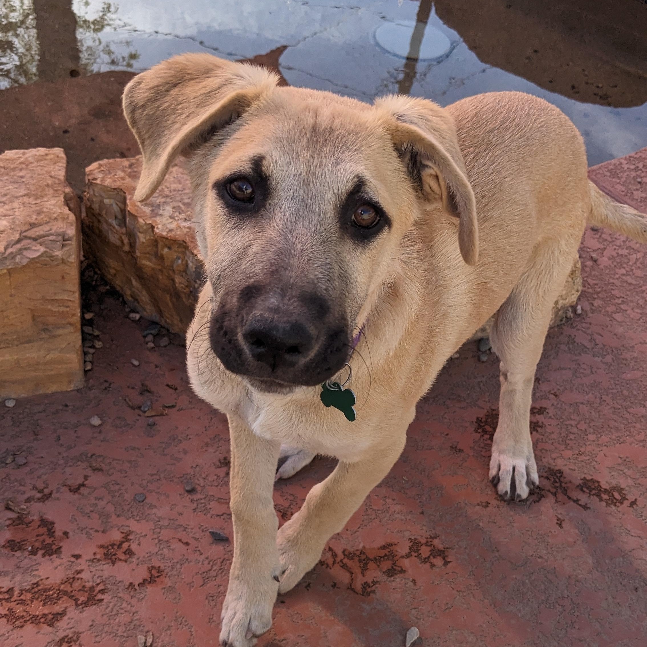 Enlarge Rigby, a Adoptable mixed breed in Phoenix, AZ image 5/6