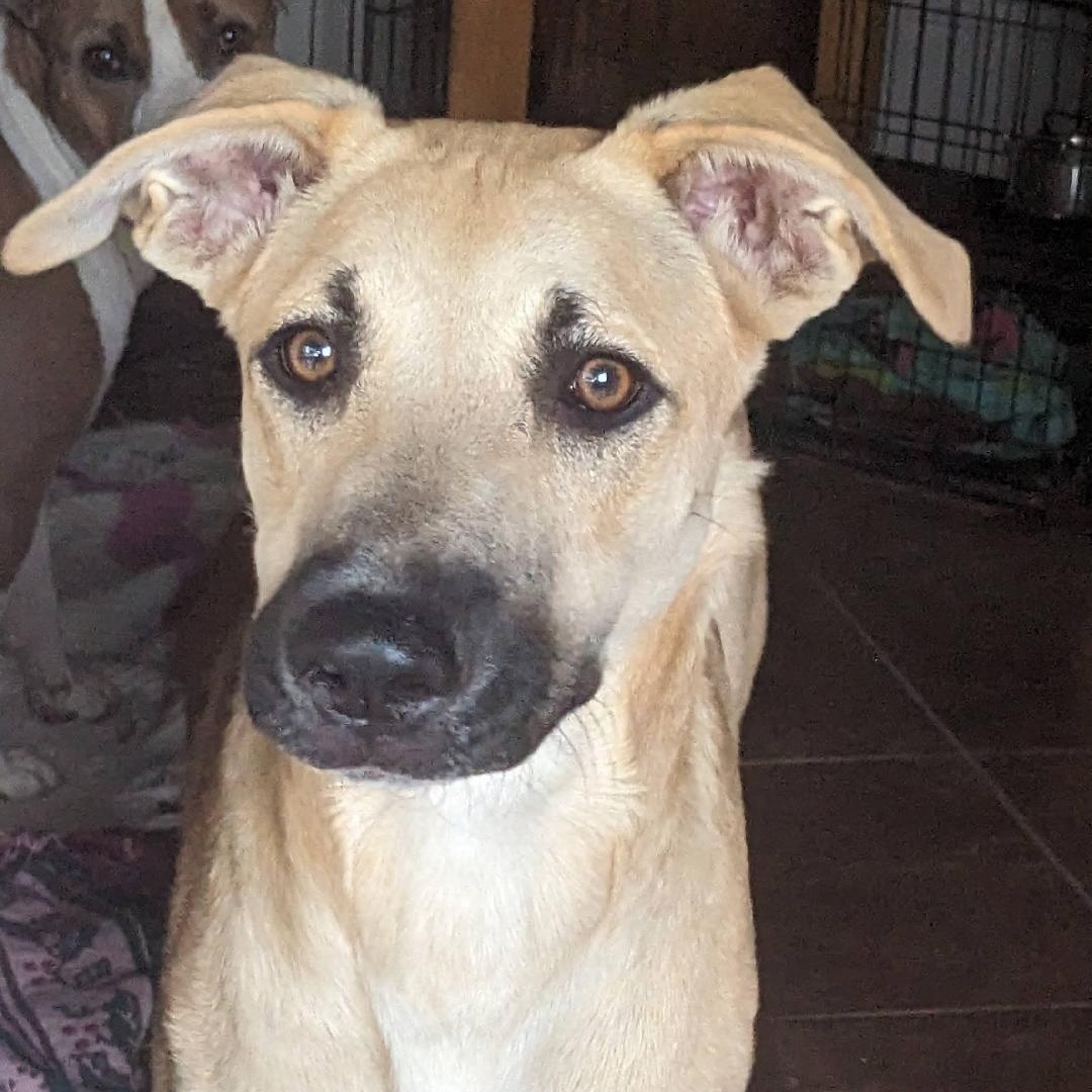 Enlarge Rigby, a Adoptable mixed breed in Phoenix, AZ image 3/6