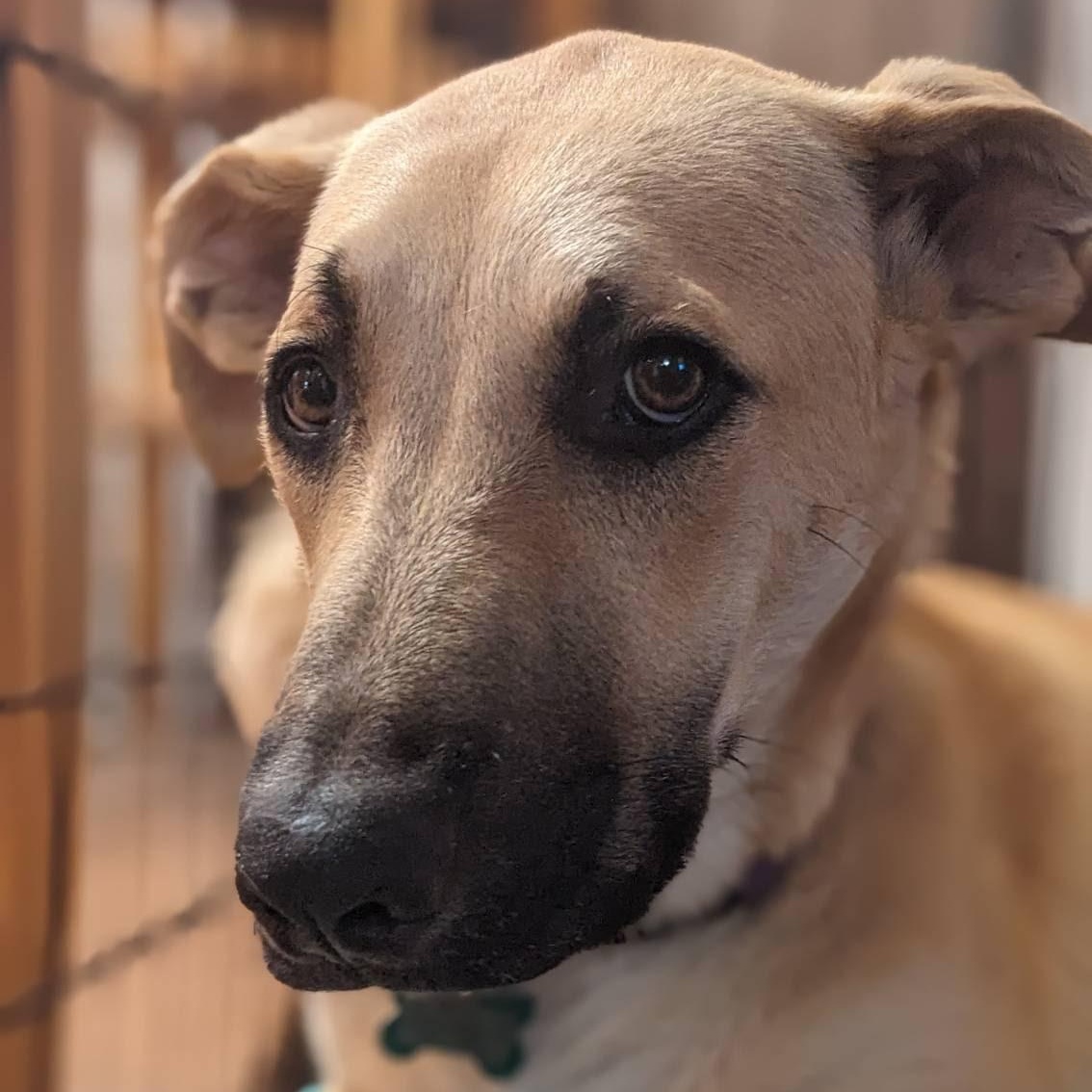 Enlarge Rigby, a Adoptable mixed breed in Phoenix, AZ image 4/6