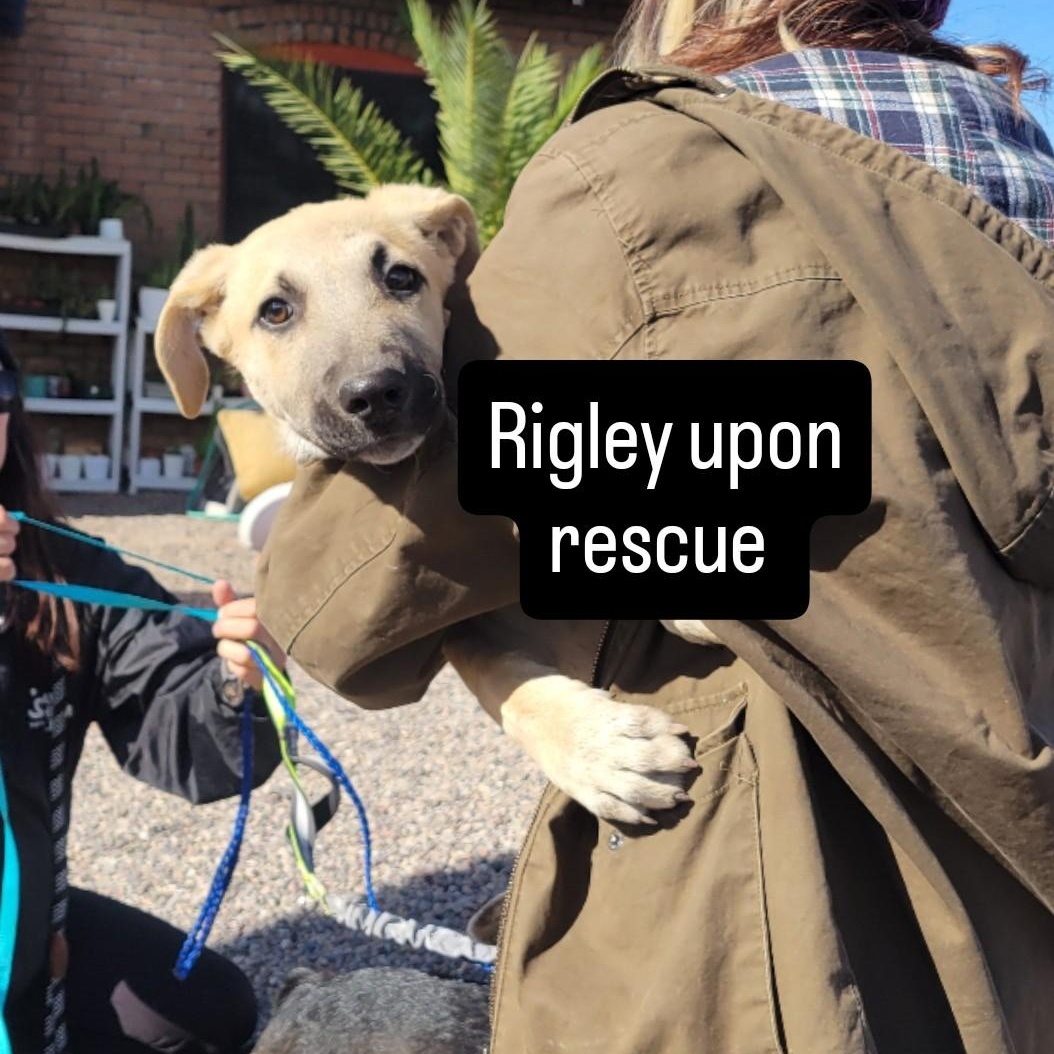 Enlarge Rigby, a Adoptable mixed breed in Phoenix, AZ image 6/6