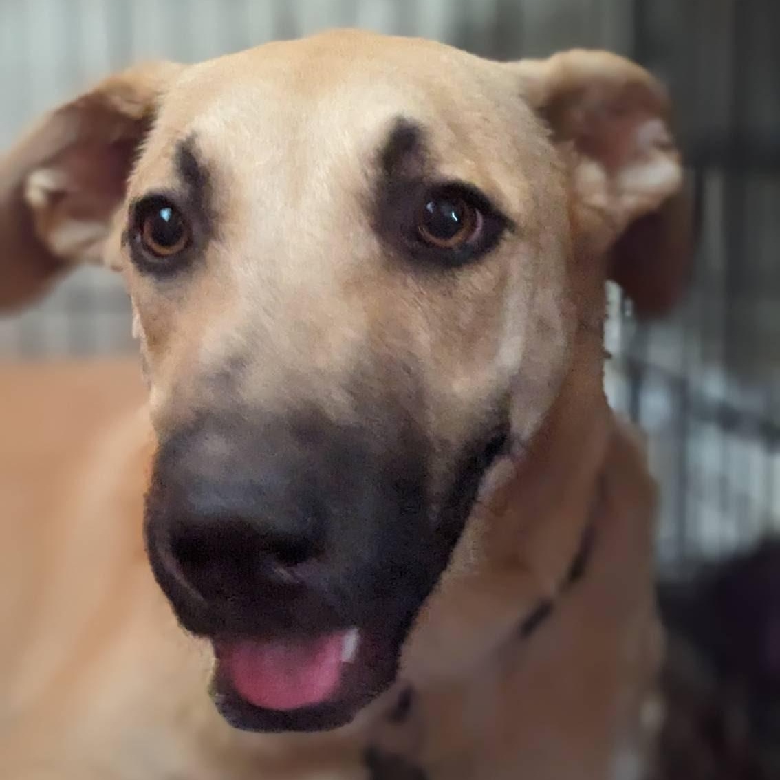 Rigby, Adoptable, Young Male Yellow Labrador Retriever & Australian Cattle Dog / Blue Heeler.