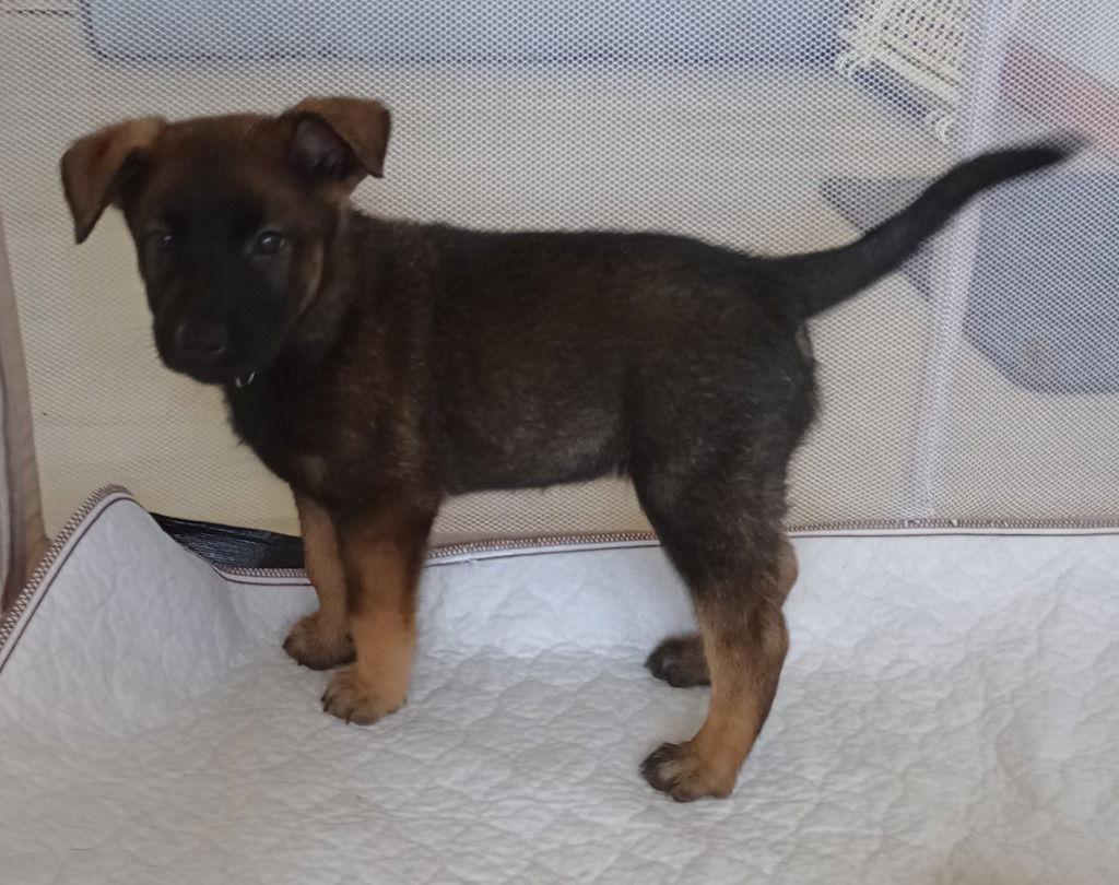 Chickadee, Adoptable, Young Female German Shepherd Dog.