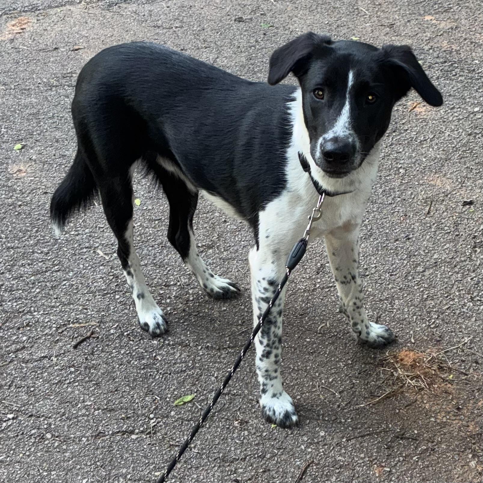 Enlarge Clifford (Cliff), a Adoptable mixed breed in Edmond, OK image 3/5