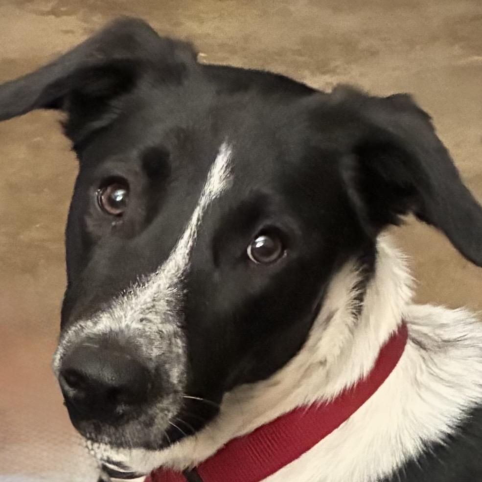 Clifford (Cliff), Adoptable, Young Male Australian Cattle Dog / Blue Heeler.