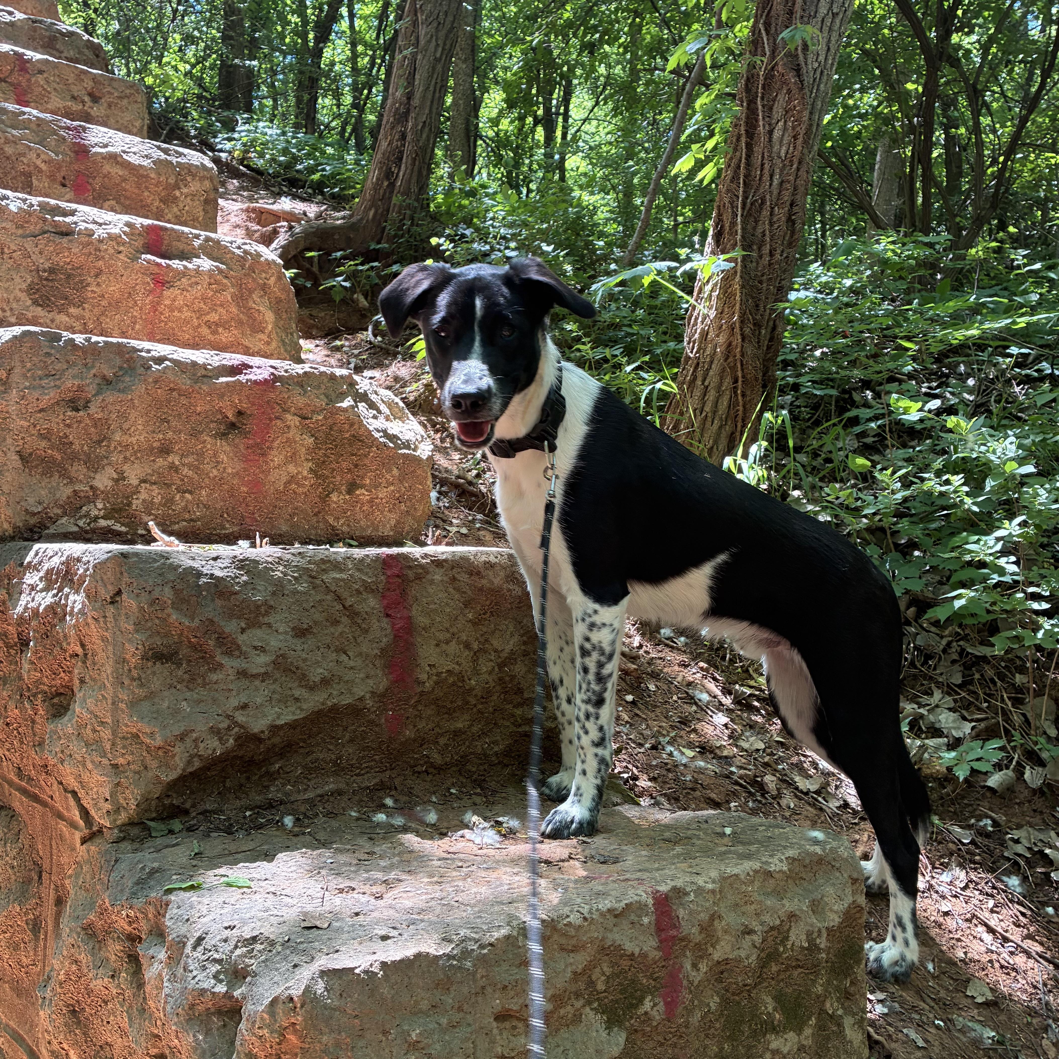 Enlarge Clifford (Cliff), a Adoptable mixed breed in Edmond, OK image 2/5