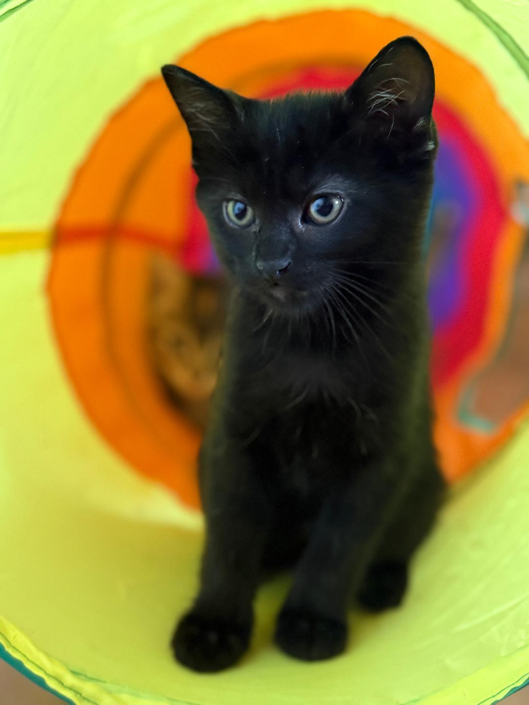 Enlarge Cinder, a Adopted Domestic Short Hair in Seal Beach, CA image 1/1