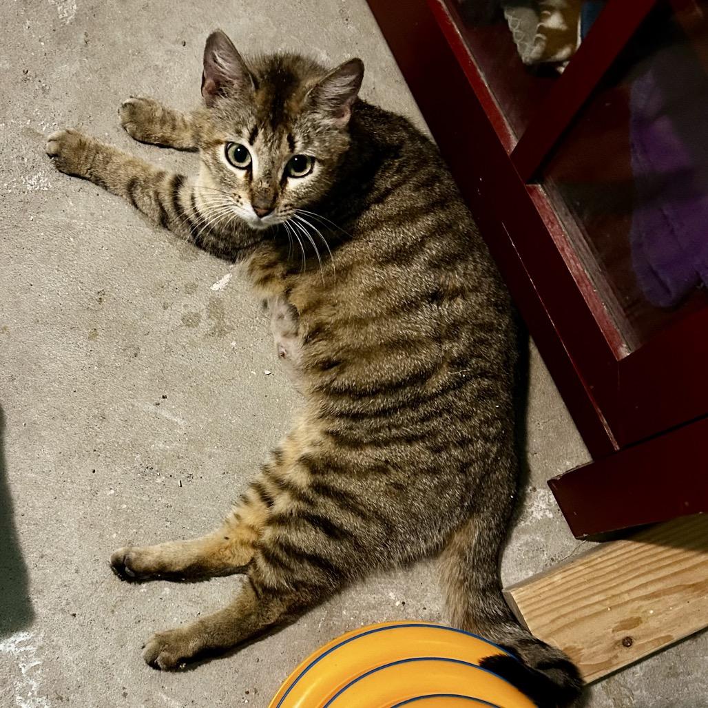 Nala, Adoptable, Adult Female Domestic Short Hair.