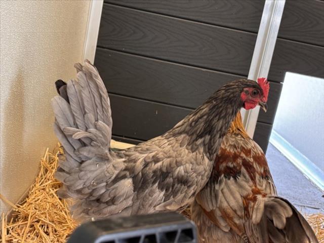 DMITRY, Adoptable, Baby Male Chicken.