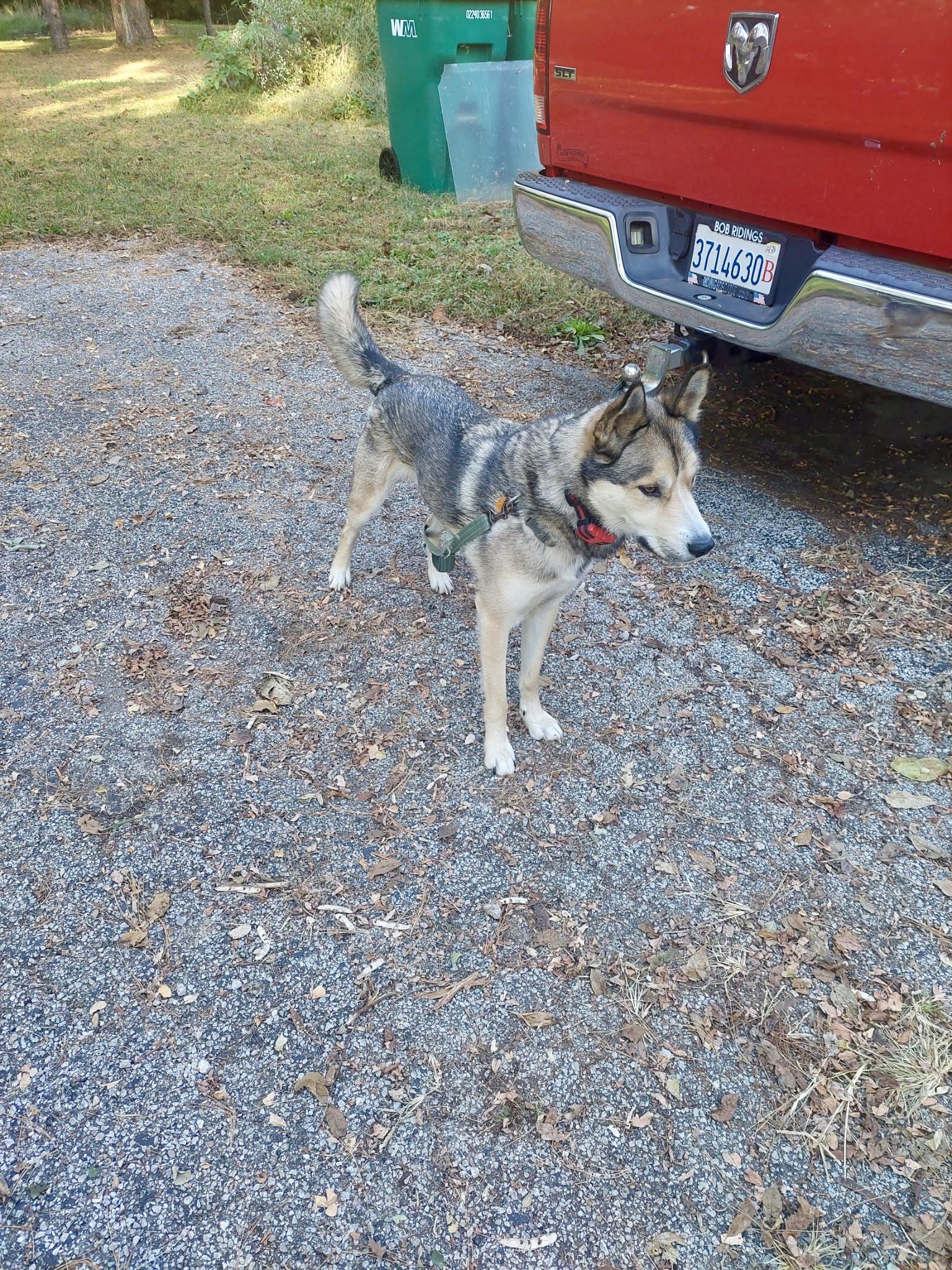 Enlarge URGENT Cooper (CP), a Adoptable mixed breed in Clinton, IL image 4/4