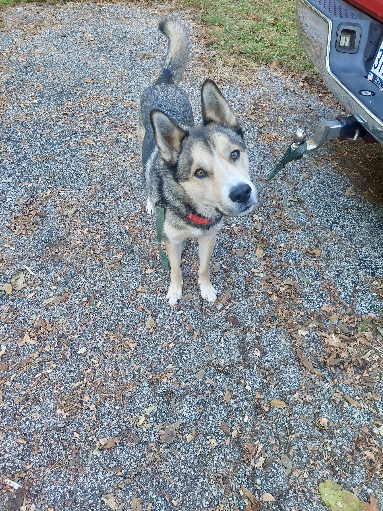 Enlarge URGENT Cooper (CP), a Adoptable mixed breed in Clinton, IL image 3/4