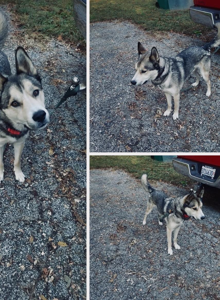 URGENT Cooper (CP), Adoptable, Adult Male Husky & Shepherd.