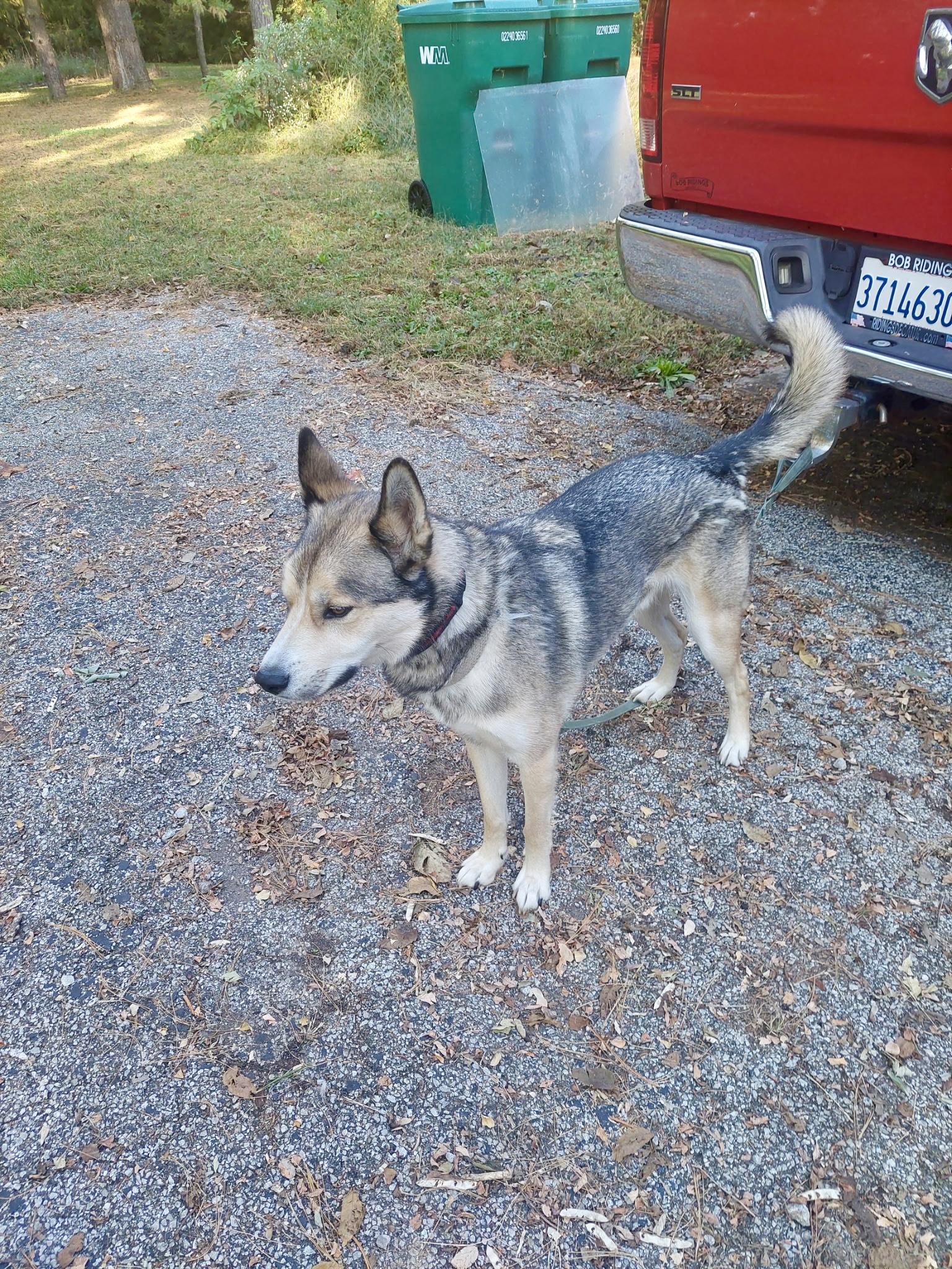 Enlarge URGENT Cooper (CP), a Adoptable mixed breed in Clinton, IL image 2/4
