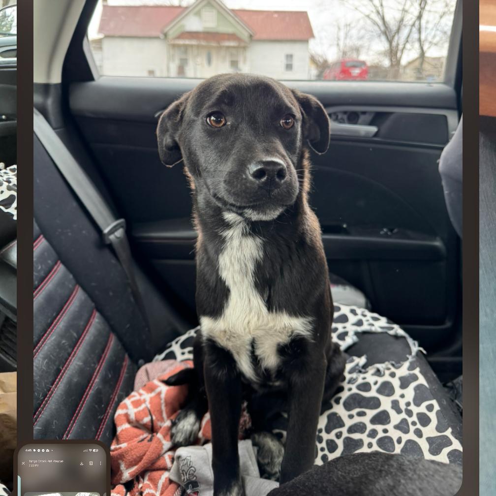 Baby, Adoptable, Young Female Labrador Retriever.