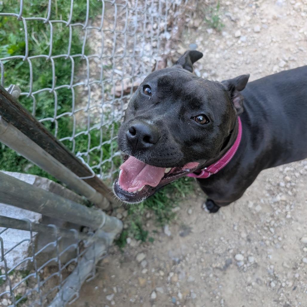Gemma, a Adoptable American Staffordshire Terrier in Blair, WI image 3/6