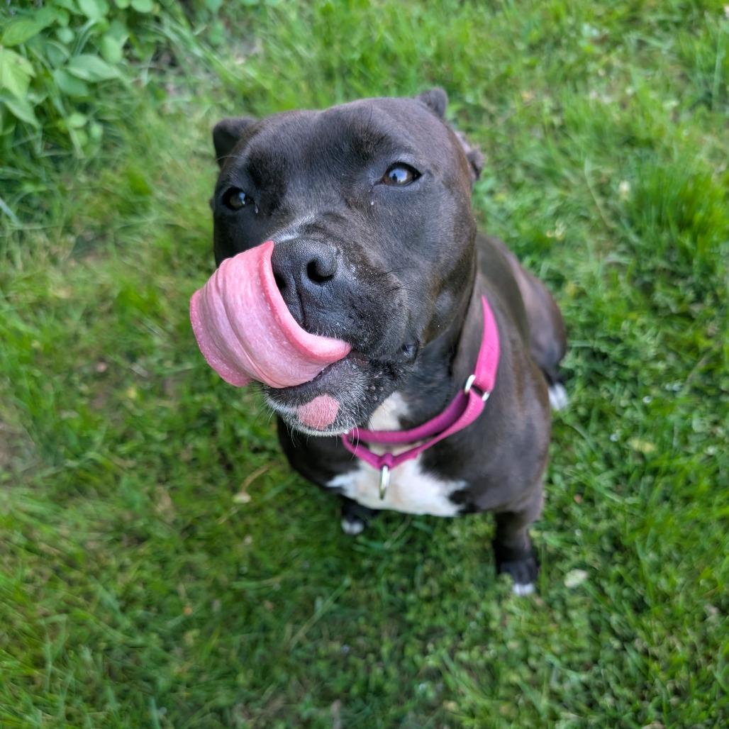 Gemma, a Adoptable American Staffordshire Terrier in Blair, WI image 4/6