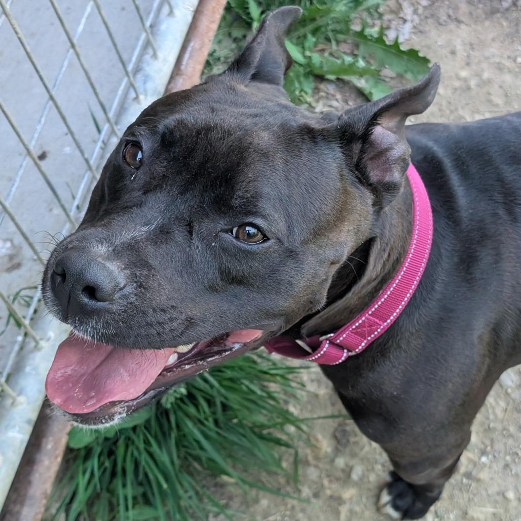 Gemma, a Adoptable American Staffordshire Terrier in Blair, WI image 5/6