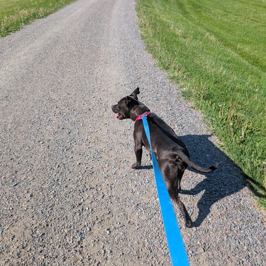 Gemma, a Adoptable American Staffordshire Terrier in Blair, WI image 6/6