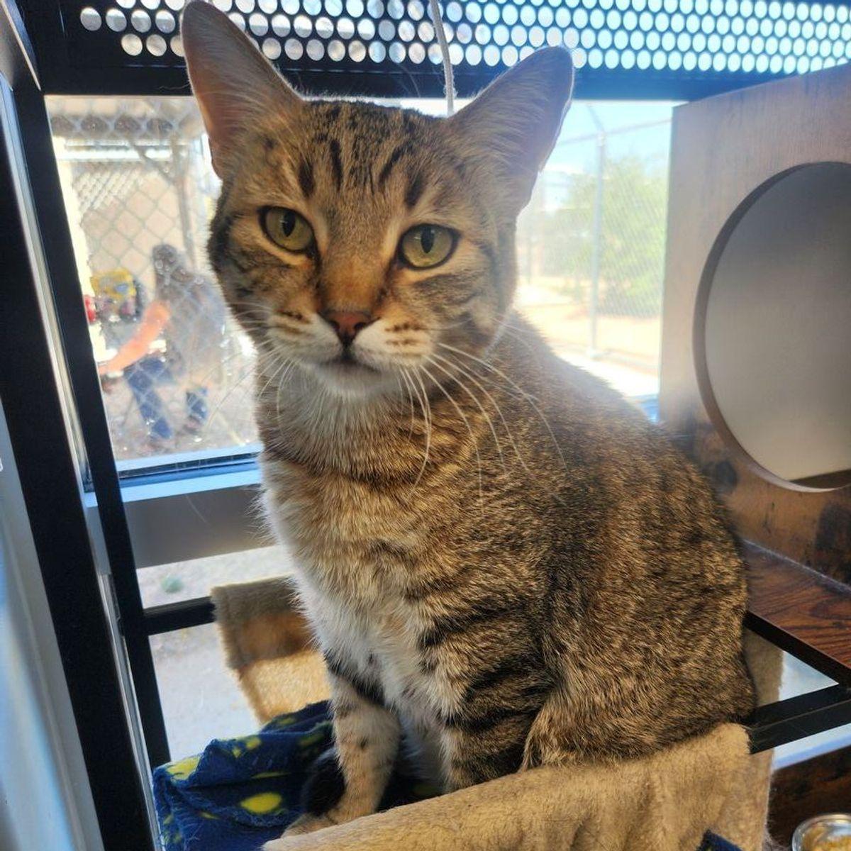 Minimus, Adoptable, Senior Male Domestic Short Hair.