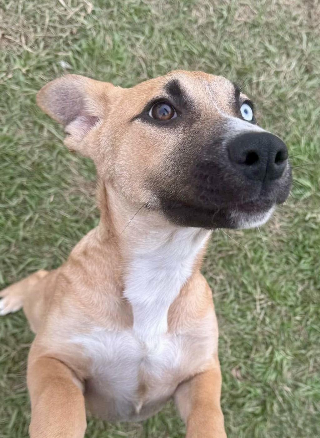 Enlarge Volga, a Adoptable mixed breed in Seattle, WA image 1/3