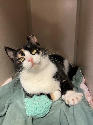 Cali, Adoptable, Adult Female Domestic Short Hair & Domestic Short Hair.