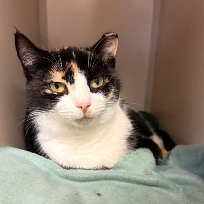 Cali, Adoptable, Adult Female Domestic Short Hair & Domestic Short Hair.