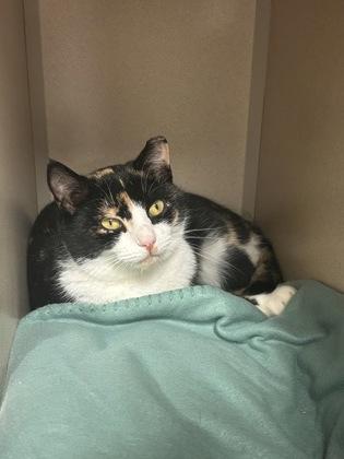 Enlarge Cali, a Adoptable mixed breed in New Hope, PA image 2/2