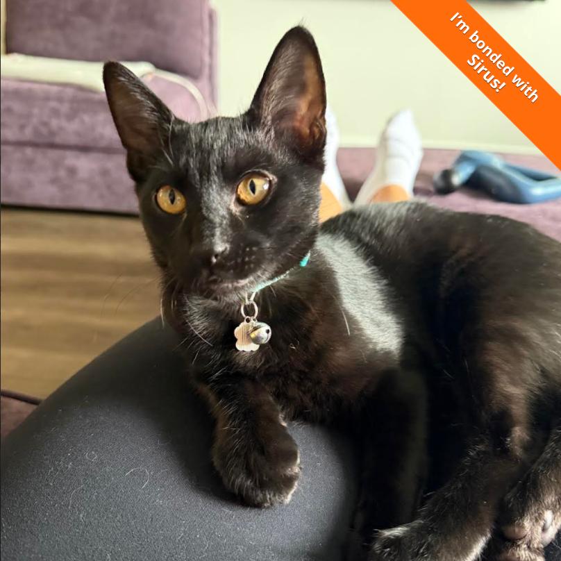 Narcissa, Adoptable, Kitten Female Domestic Short Hair.