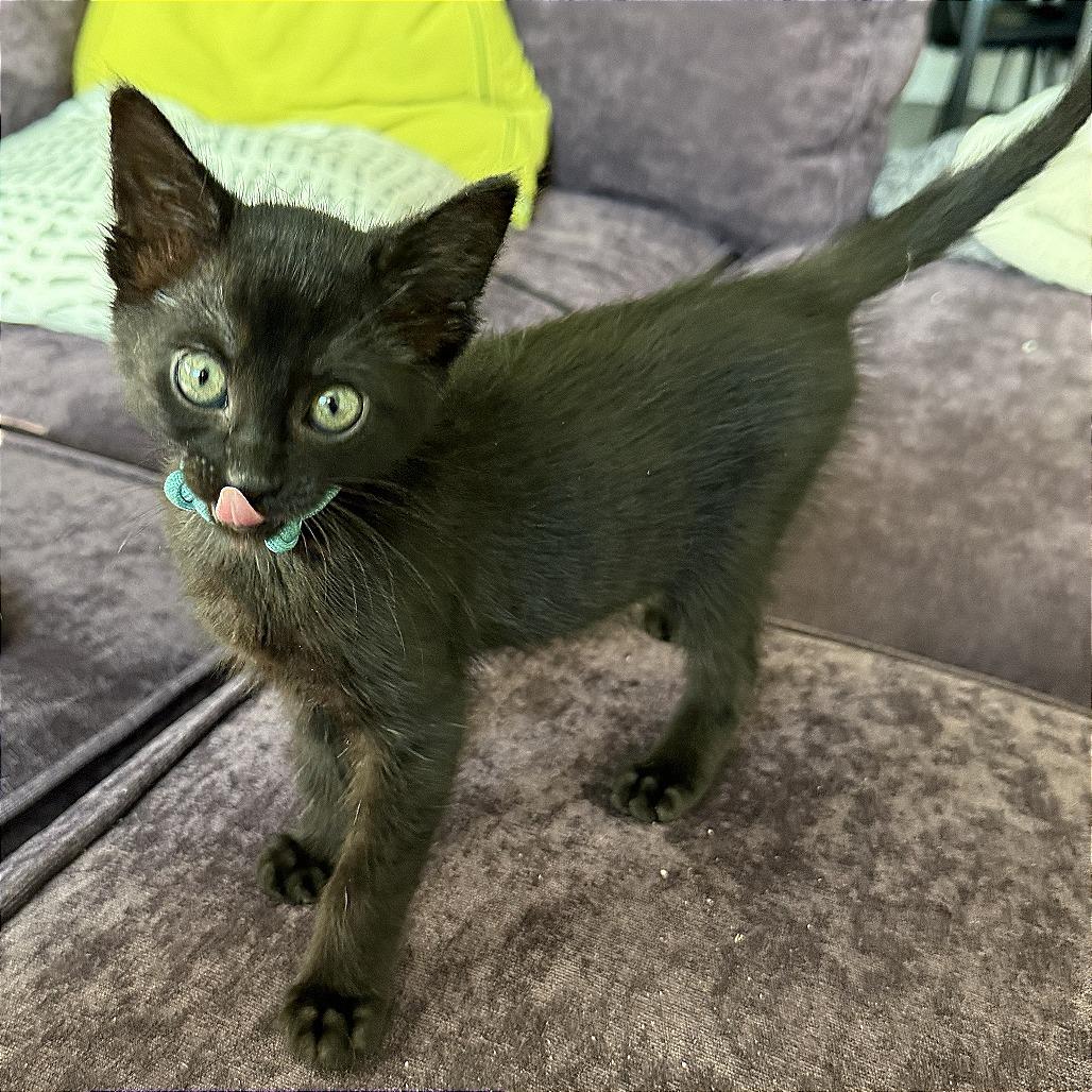 Narcissa, Adoptable, Kitten Female Domestic Short Hair.