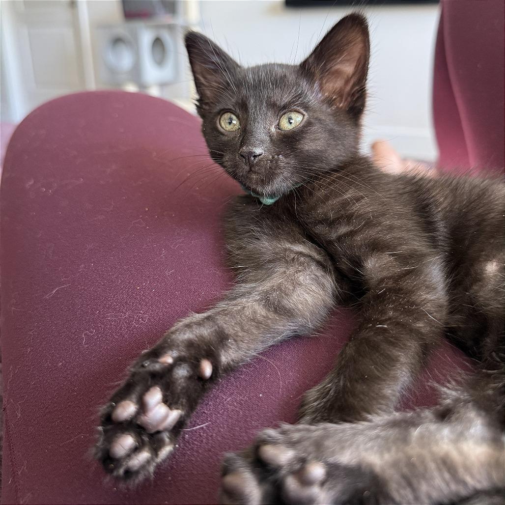 Narcissa, a Adoptable Domestic Short Hair in Pleasant Hill, CA image 2/3