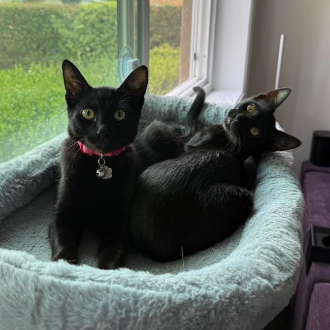 Enlarge Narcissa, a Adoptable Domestic Short Hair in Pleasant Hill, CA image 4/5