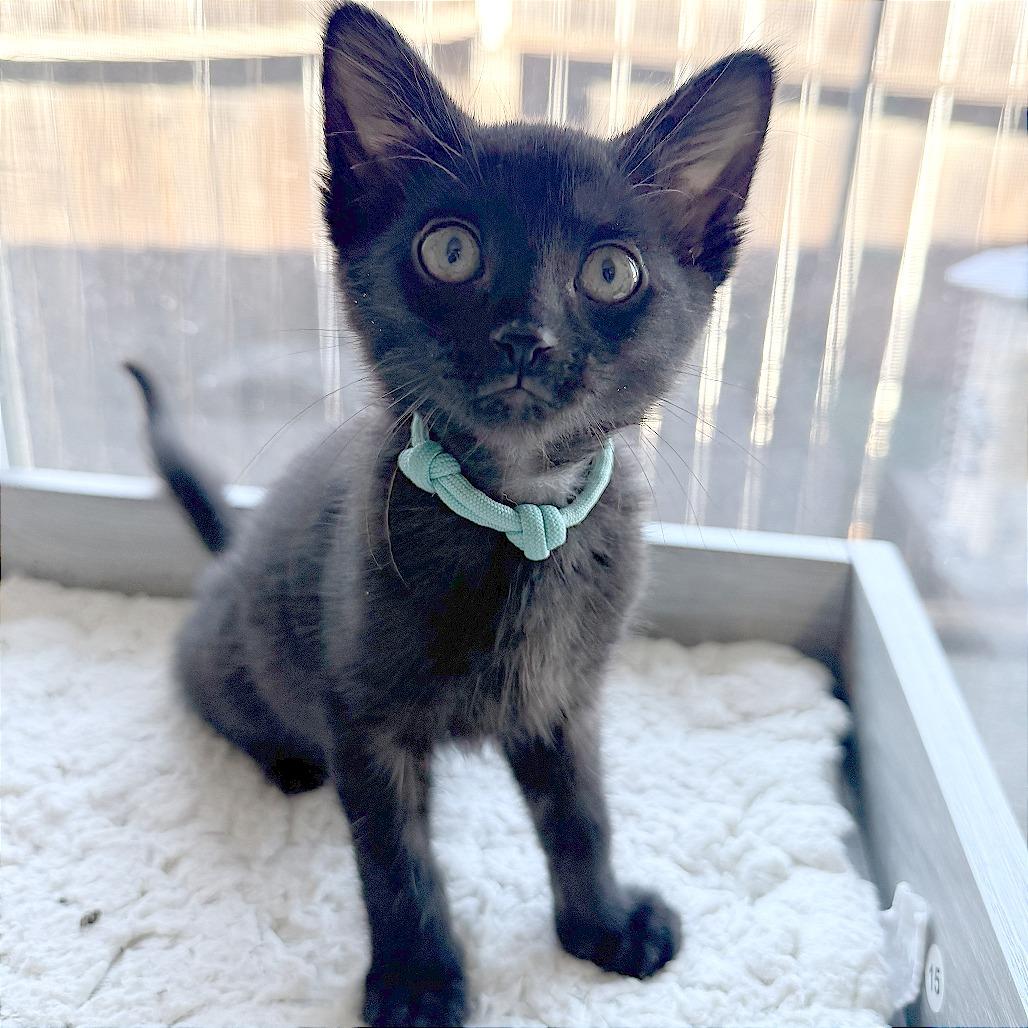 Narcissa, a Adoptable Domestic Short Hair in Pleasant Hill, CA image 3/3