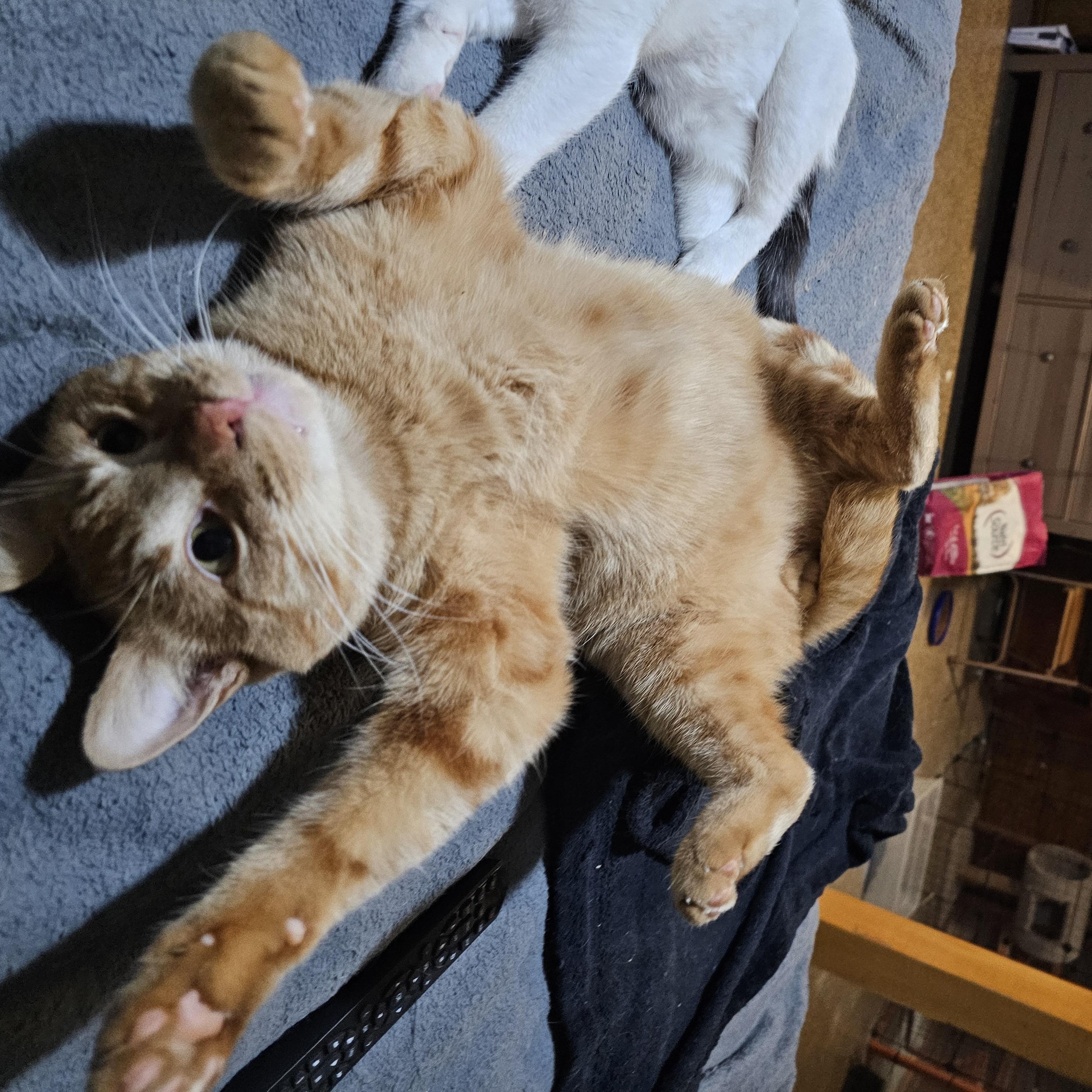 Salvador, Adoptable, Adult Male Domestic Short Hair.