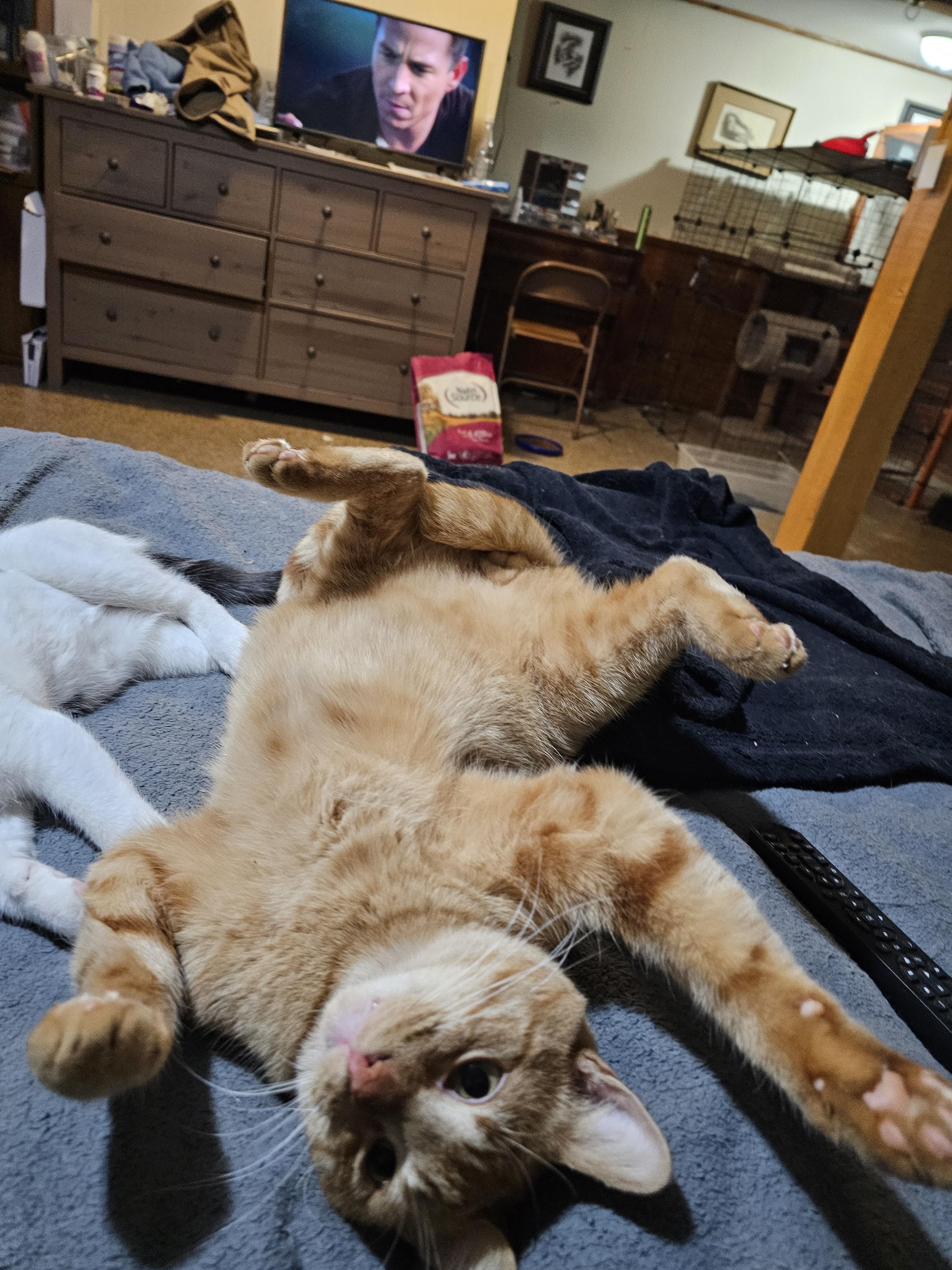 Enlarge Salvador, a Adoptable Domestic Short Hair in New Market, MN image 1/6