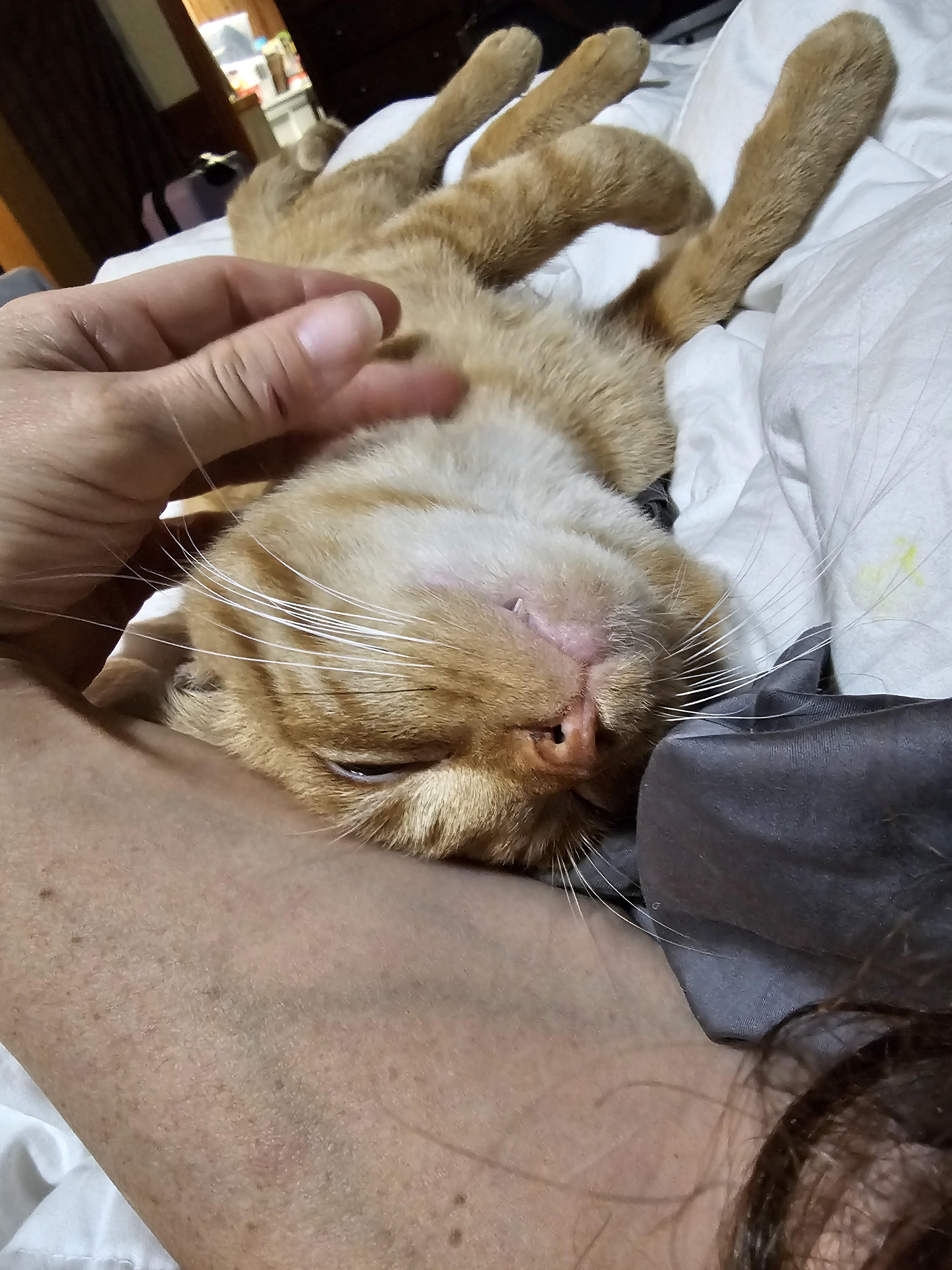 Enlarge Salvador, a Adoptable Domestic Short Hair in New Market, MN image 2/6