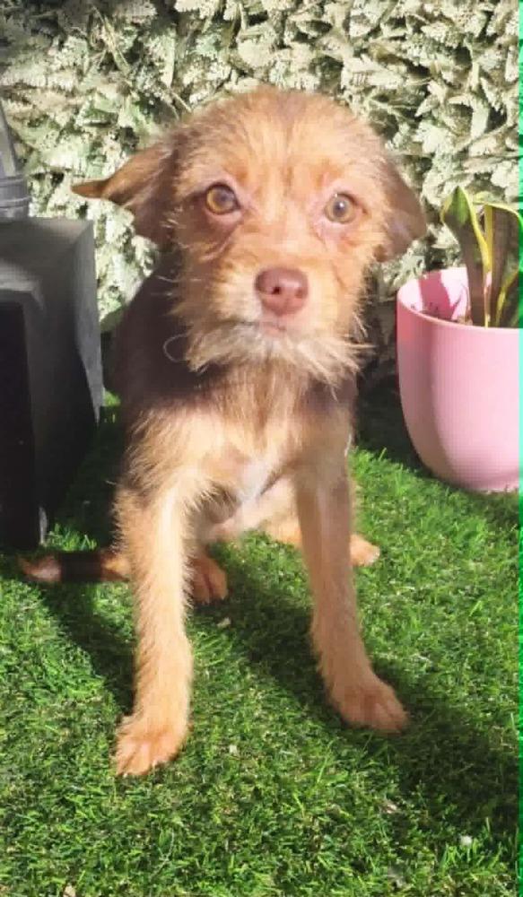 Enlarge Karly, an adopted mixed breed in San Francisco, CA image 1/2