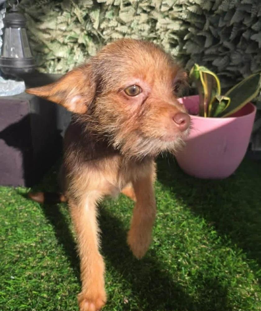Enlarge Karly, an adopted mixed breed in San Francisco, CA image 2/2