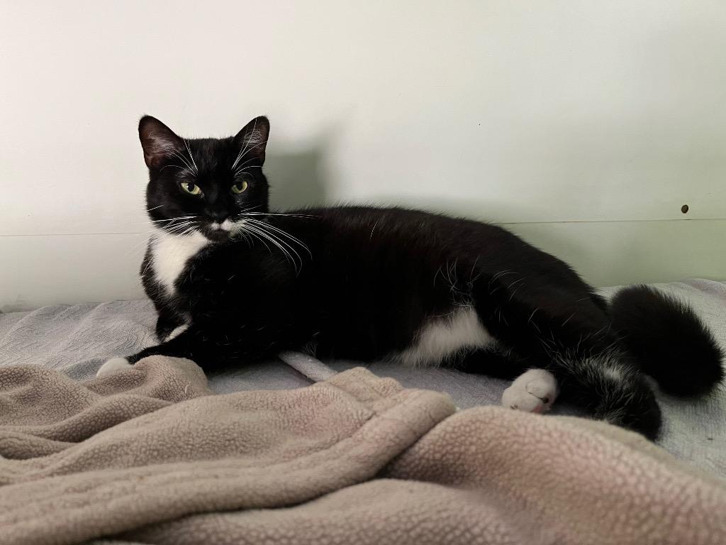 Maggie, Adoptable, Senior Female Domestic Short Hair.