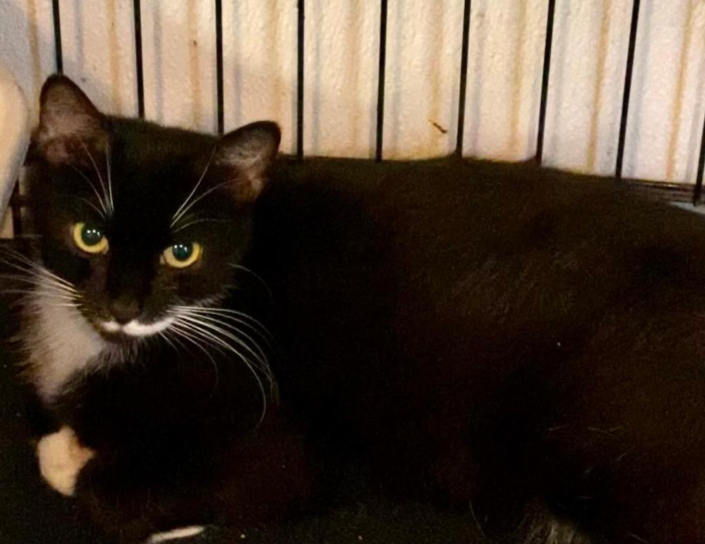 Maggie — thumbnail 3