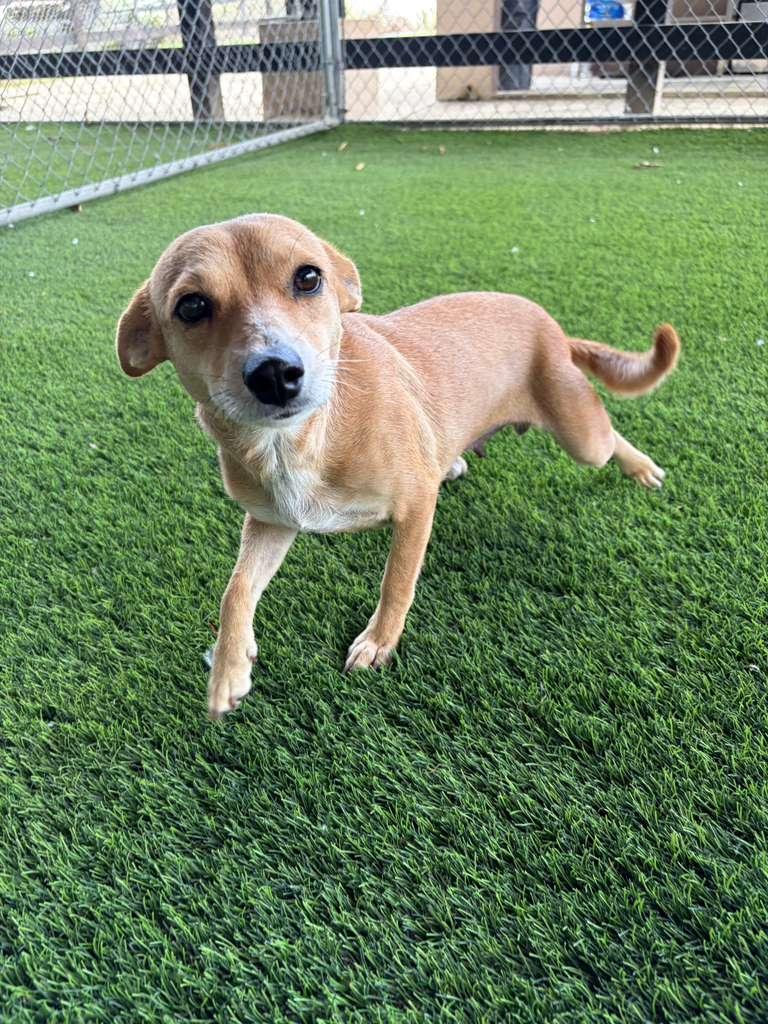 Enlarge Hannah, a Adopted Mixed Breed in Morristown, NJ image 5/5