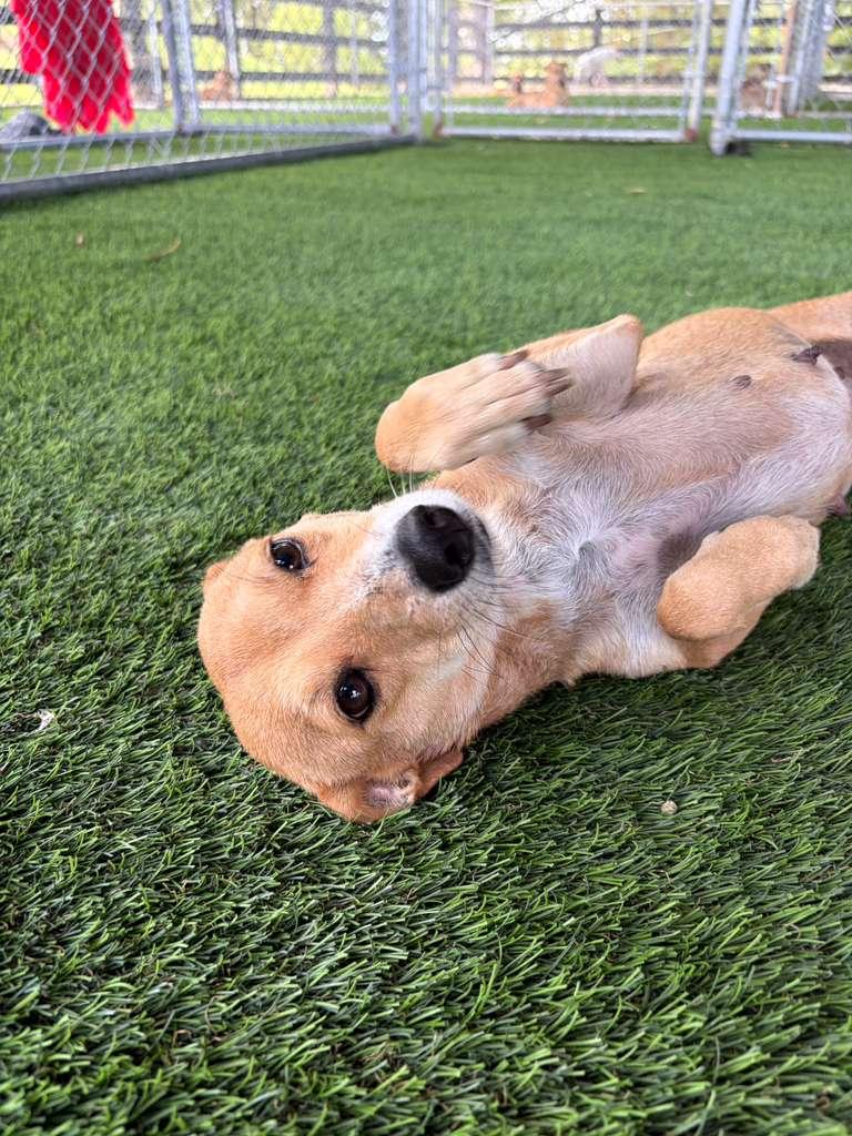 Enlarge Hannah, a Adopted Mixed Breed in Morristown, NJ image 2/5