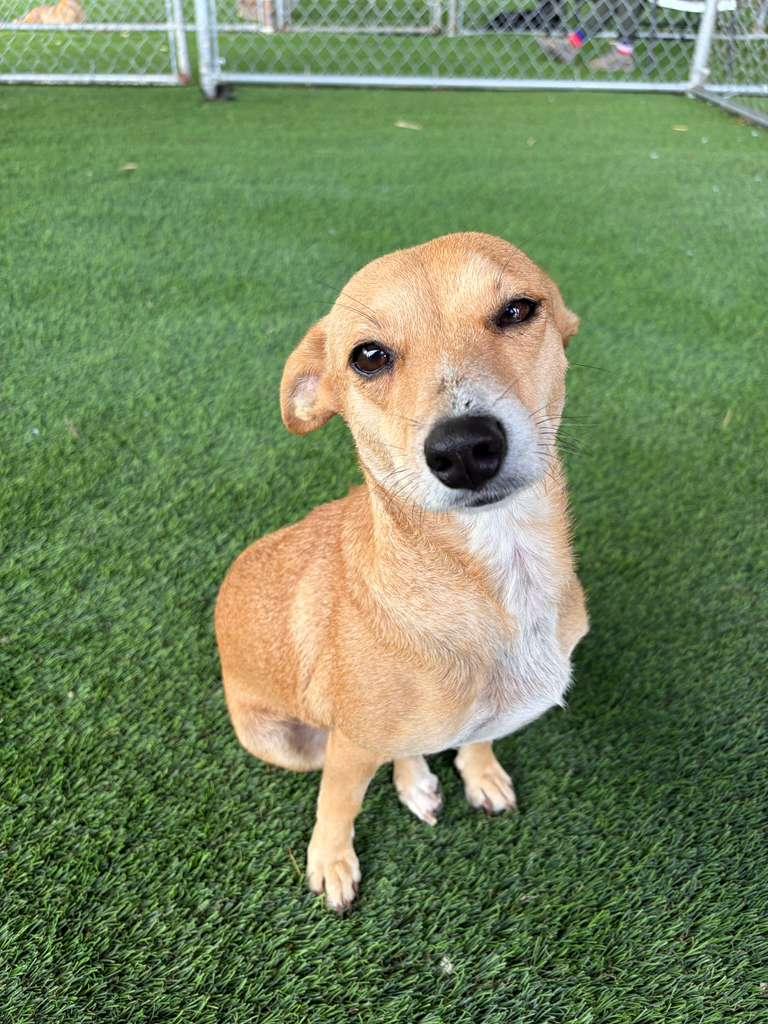 Hannah, Adopted, Adult Female Mixed Breed.