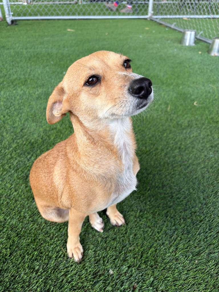 Enlarge Hannah, a Adopted Mixed Breed in Morristown, NJ image 3/5