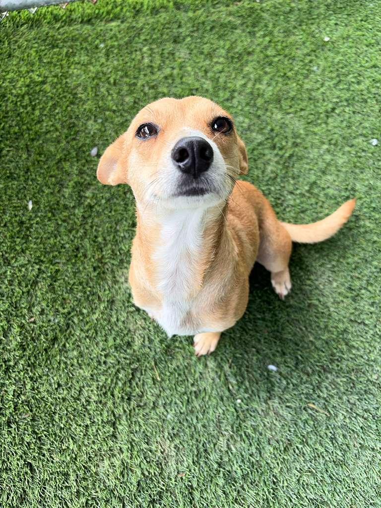 Enlarge Hannah, a Adopted Mixed Breed in Morristown, NJ image 4/5