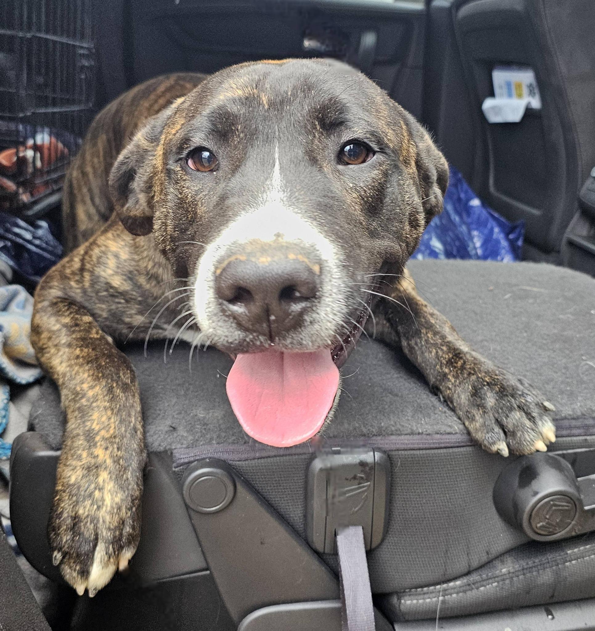 Enlarge Banks, a ADOPTABLE Bulldog in Fort Payne, AL image 3/6