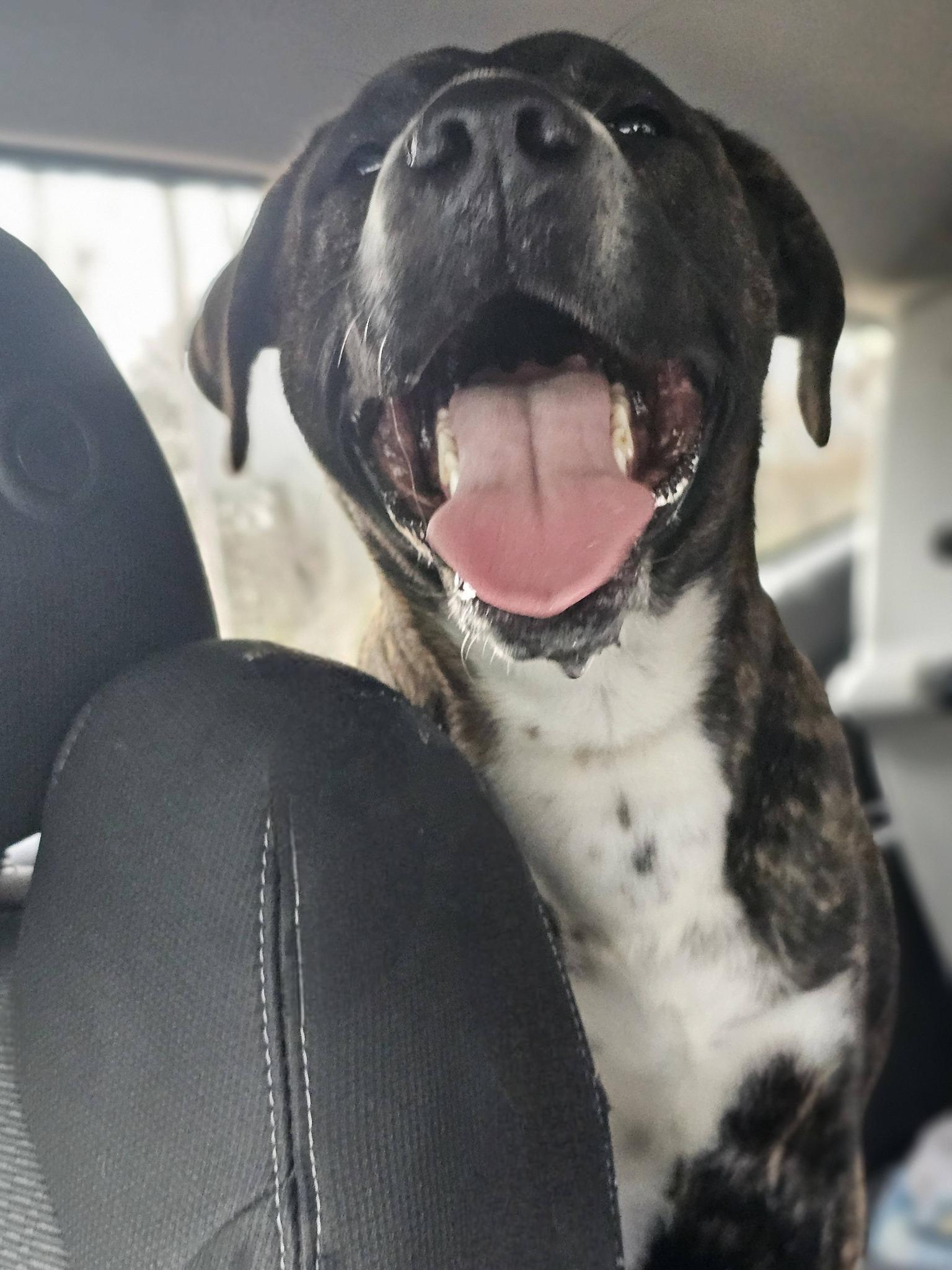 Enlarge Banks, a ADOPTABLE Bulldog in Fort Payne, AL image 4/6